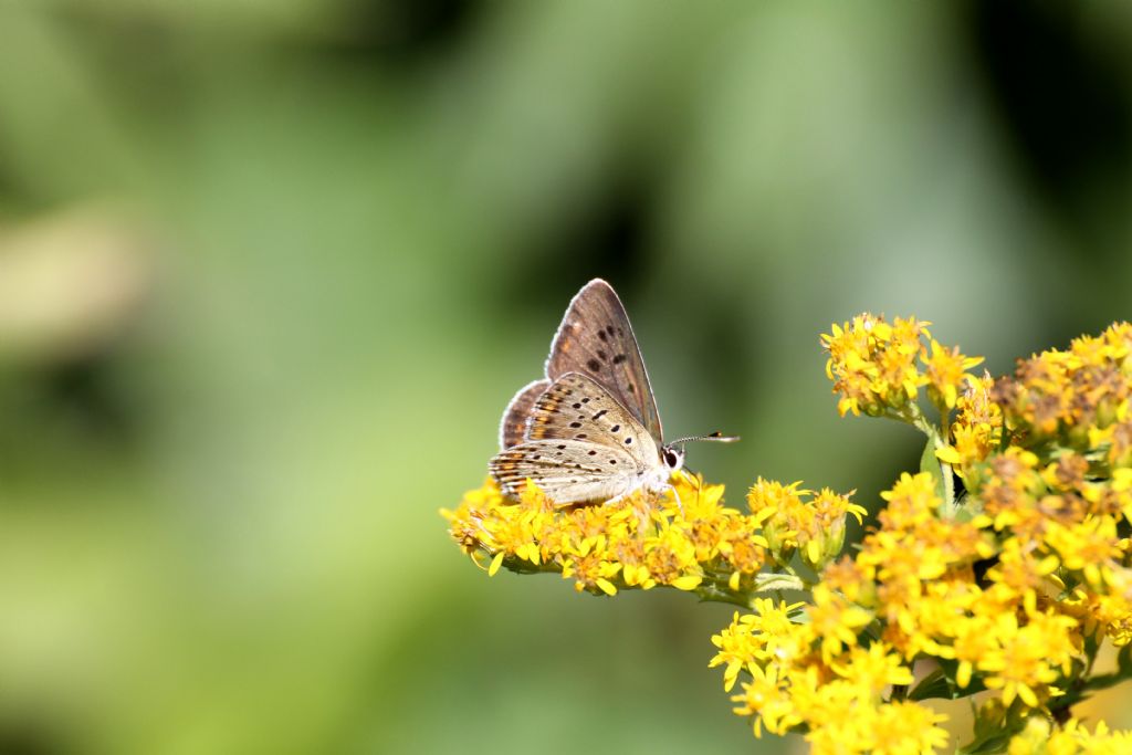 Lycaena tityrus maschio? S